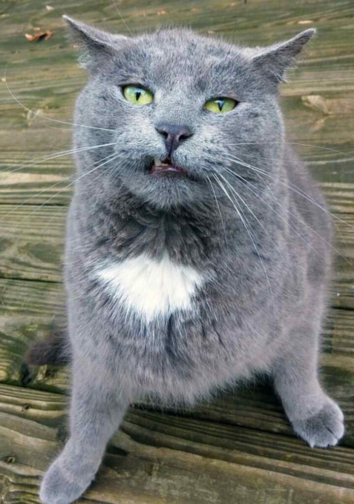 Coon Cat