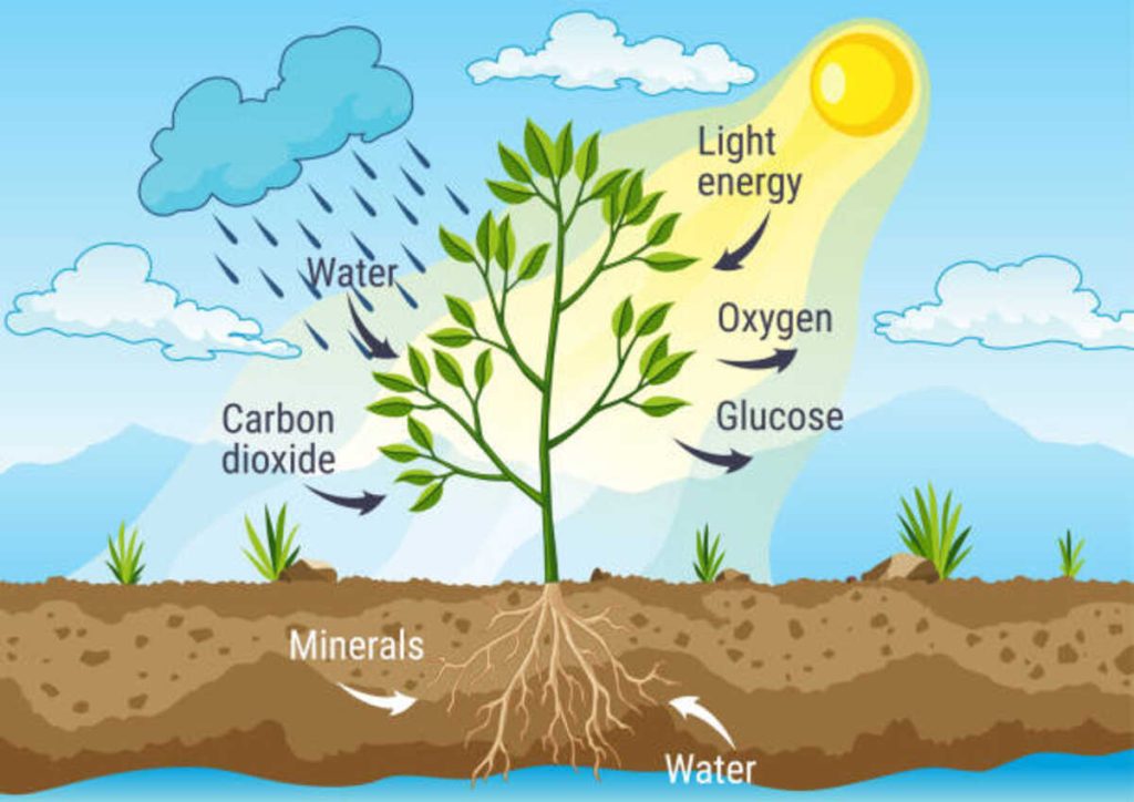 Plant Diagram