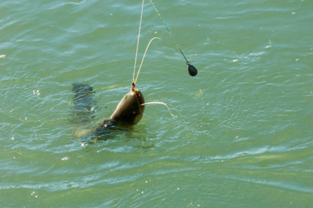 Hellcat Fishing Rod From Catch the Fever