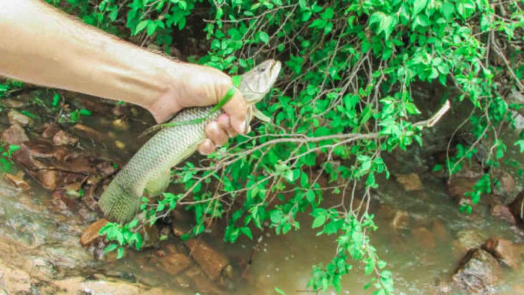 Viper Fishing Requires Specialized Gear