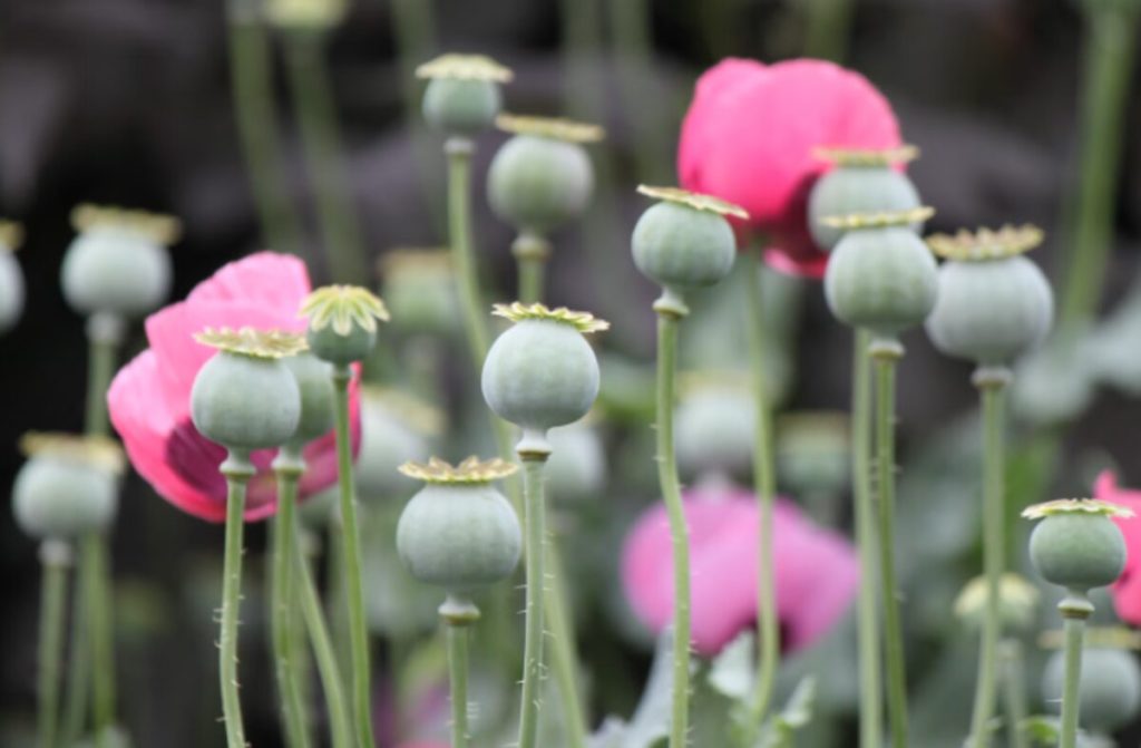 poppy pods for sale