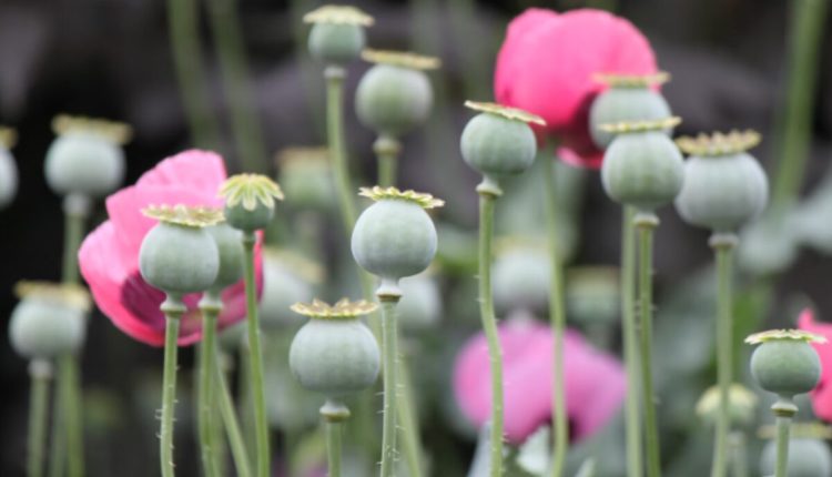 poppy pods for sale