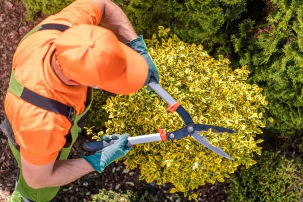 San Ramon tree services