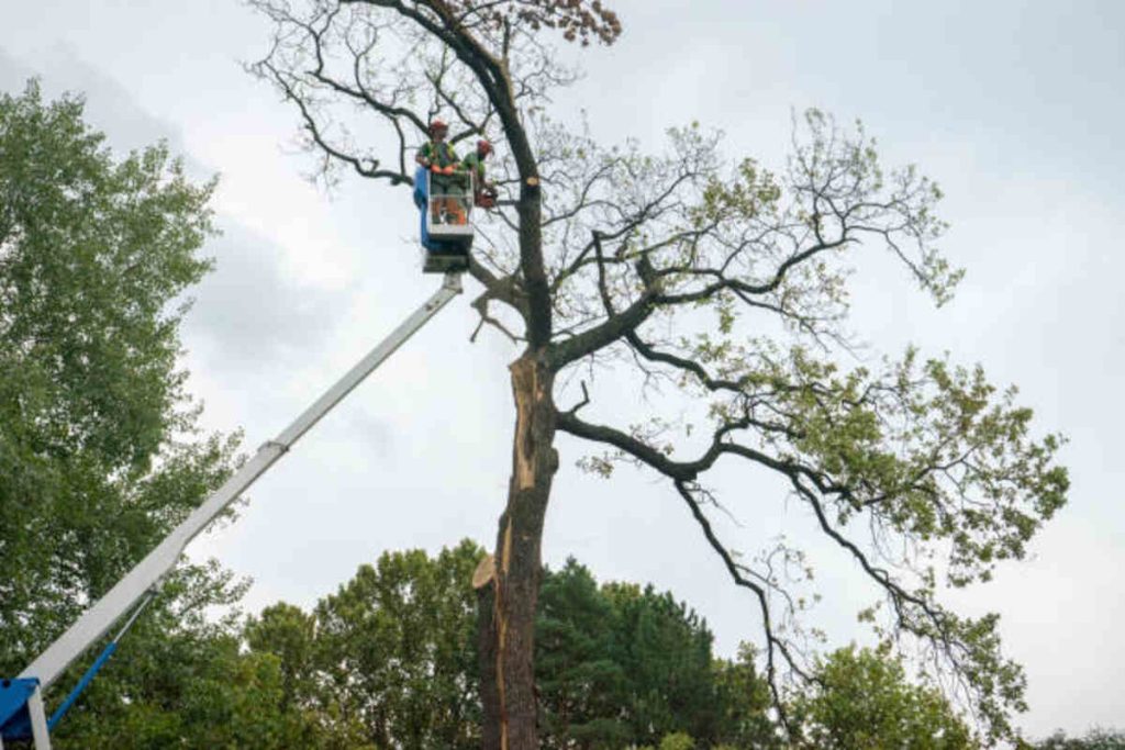 monte sereno tree removal