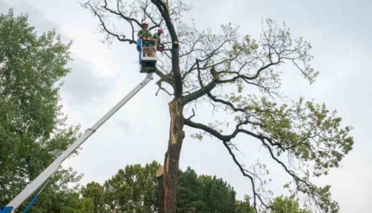 monte sereno tree removal