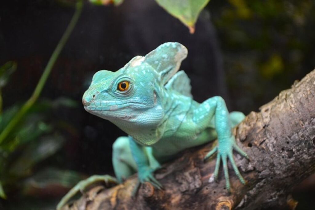 Understanding Frilled Lizard Behavior and Needs