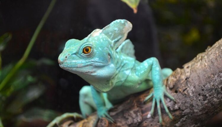 Understanding Frilled Lizard Behavior and Needs